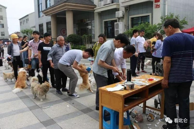 重要通知！除限制养犬范围区外北仑这个地方的狗狗也要上户口了