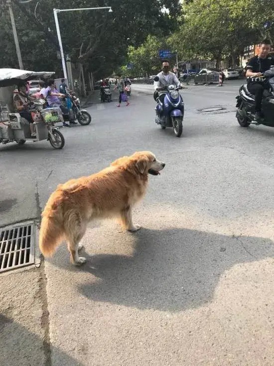 对合肥市的一项新规定宠物狗出门不栓绳一律捕捉的看法。