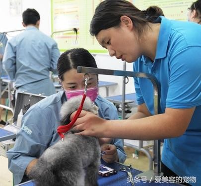 常州学习宠物美容-宠物医生培训-学习宠物美容医生怎么样？