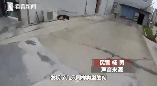 金毛犬未栓绳从路边窜出女骑手被撞断两根肋骨