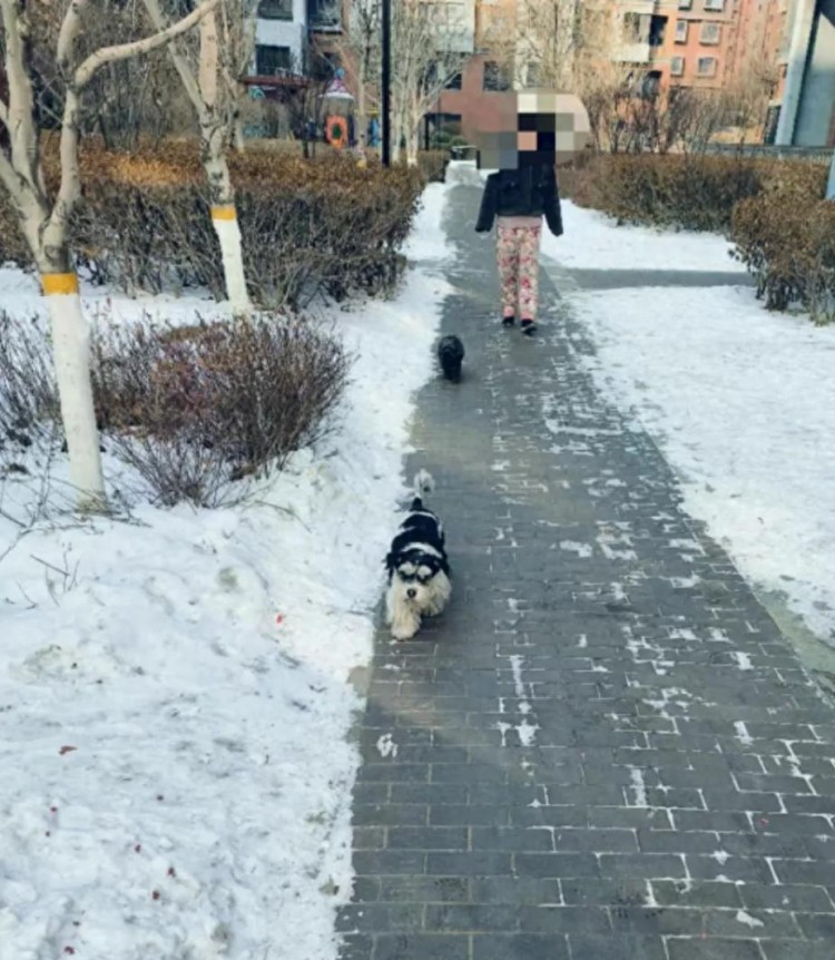 太原十二院城社区倡议：从栓绳开始的文明养犬