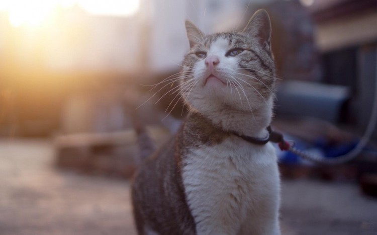 如果你的猫咪有了以下四种表现很遗憾它或许已经开始恨你了！