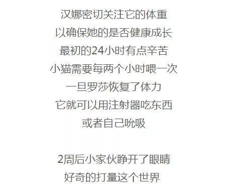 一只快冻死的小奶猫从被救的那一刻起就一直面带微笑