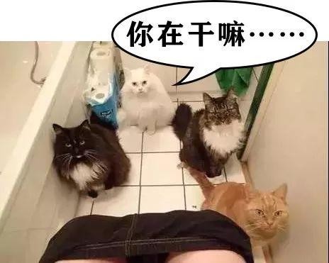 被一只猫偷窥私生活是什么感觉？