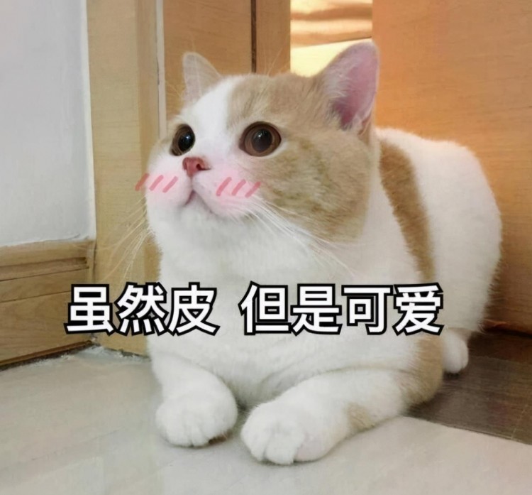 行业人建议：养猫，劝你养这几种寿命长的猫咪