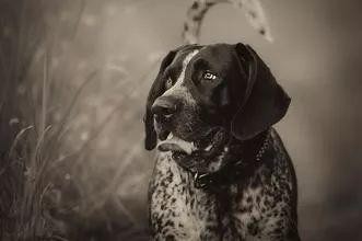 每日一犬·布鲁克浣熊猎犬