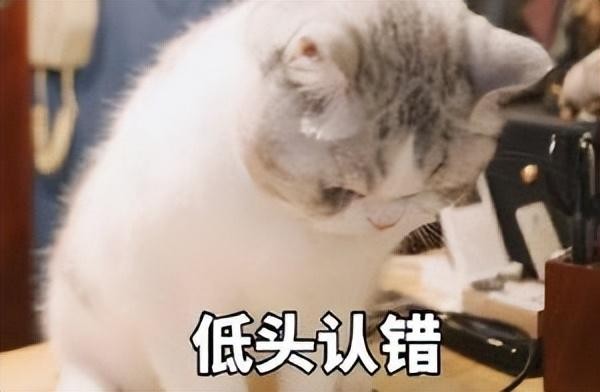 猫咪讨厌的十种行为