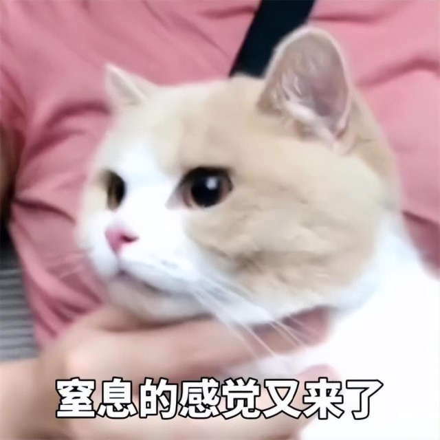 猫咪讨厌的十种行为