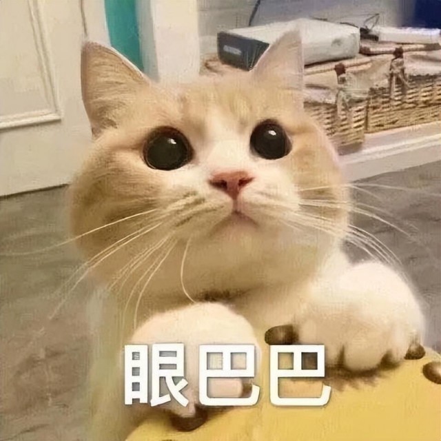 猫咪讨厌的十种行为