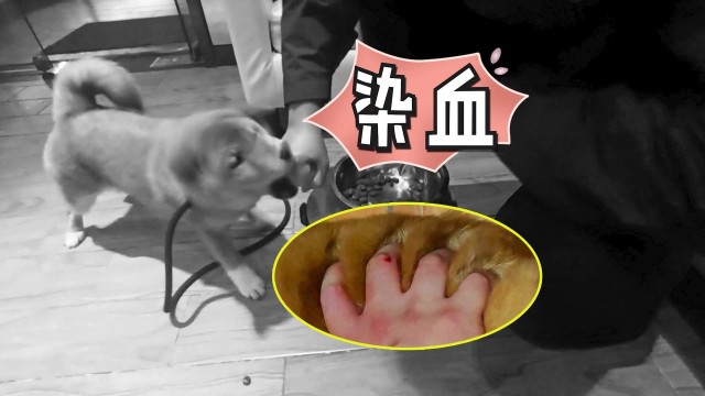 为了捍卫食物，幼柴犬也会咬伤人，主人最终作出了艰难决定