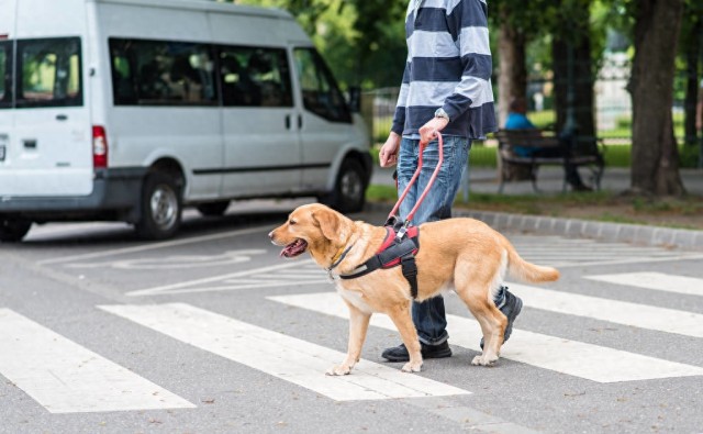 导盲犬为什么那么少因为是万里挑一从狗狗出生开始就不停淘汰