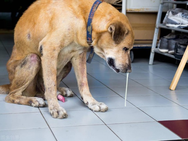 狗流鼻涕的几种情况