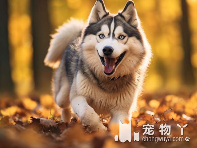 萨摩耶犬发情期是在几月？