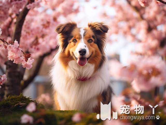 博美犬的性格和特点