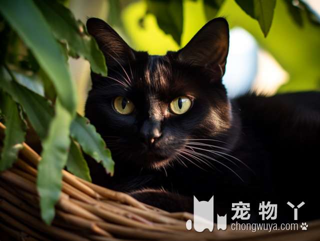 为什么选择常州龙珠宠物医院进行猫科综合手术?