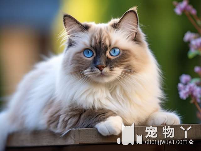 波斯猫最早真的是从波斯引进的么？